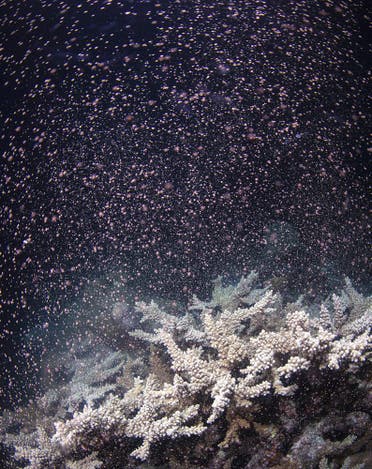 "تخصيب" الشعاب المرجانية في الحاجز العظيم لمليارات من الذرية