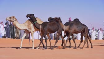 بجوائز 250 مليون ريال.. انطلاق مهرجان الملك عبدالعزيز للإبل