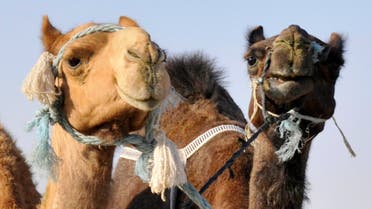 An Asayel camel (L) stands next to a Majahim camel during the Mazayin Dhafra Camel Festival in Al Gharbia (the Western Region) of Abu Dhabi February 8, 2010. (Reuters)