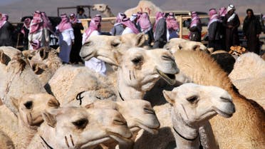 Camels are displayed during the Mazayen al-Ibl competition, a parade of the most beautiful camels, in Tabouk, 1500 km (932 miles) from Riyadh November 27, 2012. (Reuters)