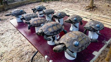 This handout photograph taken on December 19, 2021 and released by Turtle Survival Alliance (TSA) shows Asian giant tortoises before their release into the wild in an effort to revive the near extinct animal, at a forest in Chittagong. (Turtle Survival Alliance/AFP)