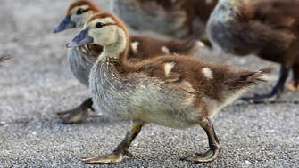 Bird flu outbreak in France’s foie gras region 