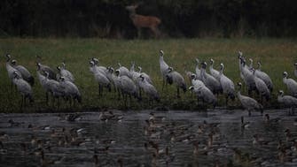Large Israel bird flu outbreak kills 2,000 wild cranes 