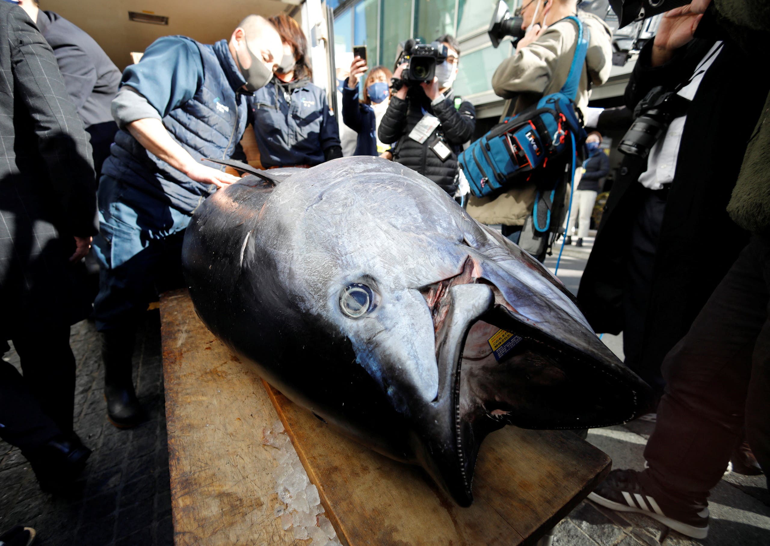 سمكة التونة التي بيعت بـ146 ألف دولار