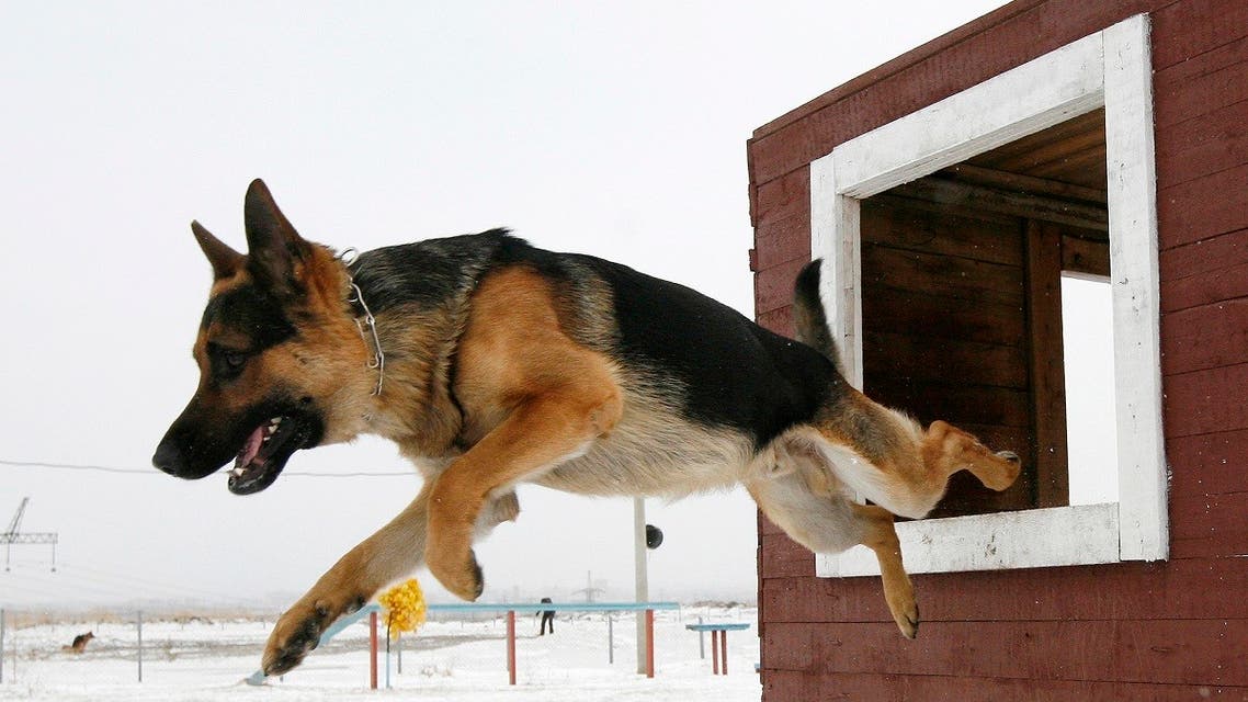File photo of  a German shepherd police dog jumping from an obstacle during trials. (Reuters) 