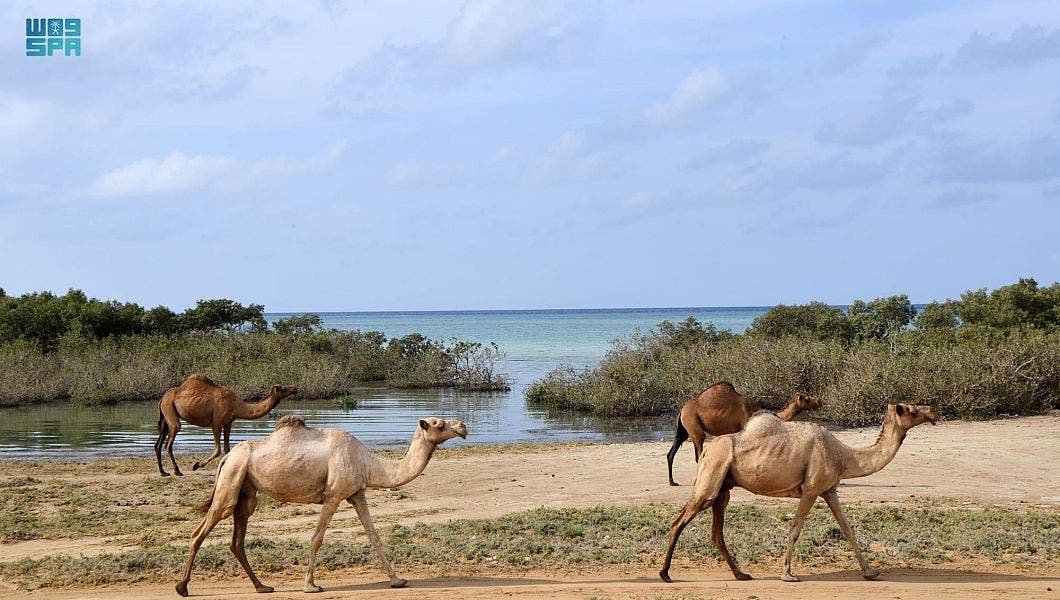 Camels walking in the middle of the Red Sea