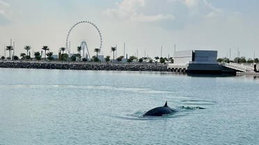A whale was spotted by a yacht charter company in Dubai Harbour marina on Saturday. (Jonny Dodge)
