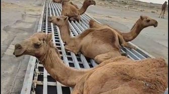 فيديو لجمال تنزف في السعودية.. علقت بسياج حديدي