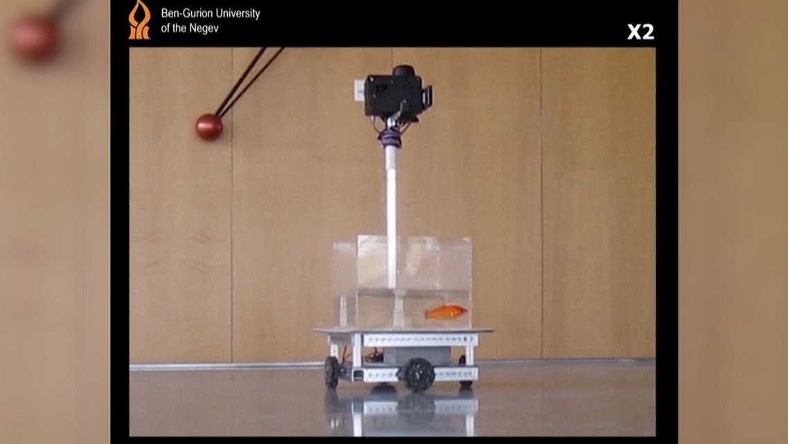 A screen grab of a video by researchers at Ben-Gurion University of the Negev shows a goldfish’s innate navigational abilities allowed it to steer a robotic vehicle. (AFP)