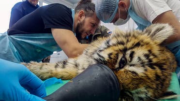 This picture released by the Amur Tiger Center and taken on January 8, 2022, shows a Siberian tiger cub receiving treatment from Russian veterinary doctors at the Center for Rehabilitation and Reintroduction of Tigers and Other Rare Animals in the village of Alekseevka in the Russian Far East. Russian animal rescuers said on January 12, 2022 they were fighting for the life of an Amur tiger cub who had been found dying from exhaustion and frostbite in the country's far east. An emaciated female tiger cub aged around four or five months and suffering from severe frostbite and injuries was found by a local fisherman on a river bank in the south of the Primorye region late last year. (AFP) 