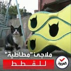 ملاجئ للقطط في القاهرة من إطارات تالفة معاد تدويره