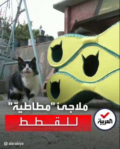 ملاجئ للقطط في القاهرة من إطارات تالفة معاد تدويره