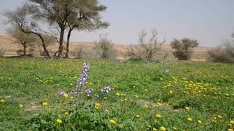إطلاق مشروع لزراعة 400 ألف شتلة بمحمية الإمام تركي بن عبدالله الملكية