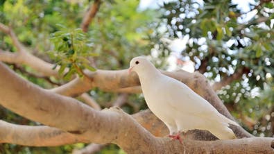 سعودی عرب میں کبوتروں کی سالانہ پیداوار 4.5 کروڑ تک لیجانے کا ہدف مقرر   
