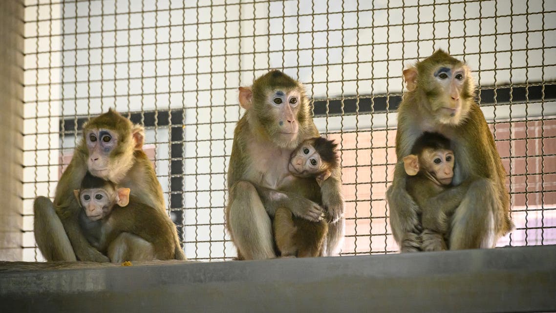 File photo of cynomolgus macaques (longtail macaques) at the National Primate Research Center of Thailand at Chulalongkorn University in Saraburi. (AFP)