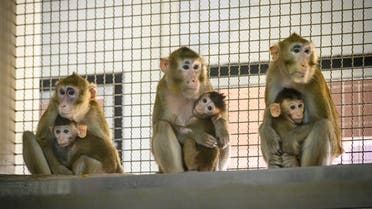 File photo of cynomolgus macaques (longtail macaques) at the National Primate Research Center of Thailand at Chulalongkorn University in Saraburi. (AFP)