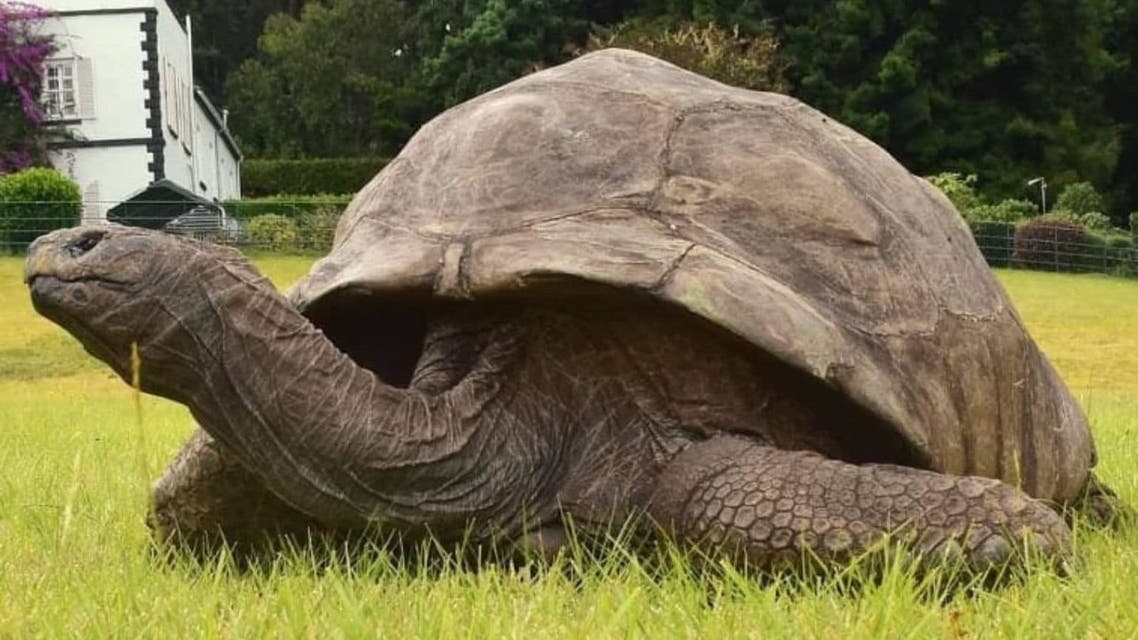 jonathan-tortoise