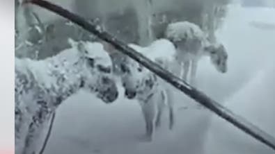 مشاهد عجيبة.. حيوانات تتجمد كالتماثيل وسط الثلوج في تركيا