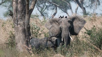 Saudi tourist killed by elephant in Uganda park