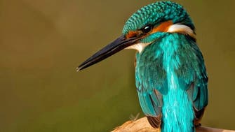 مصور سعودي للعربية نت: أوثق حياة الطيور لحماية البيئة