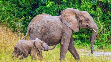 Uganda: Elephant Killed Saudi Tourist