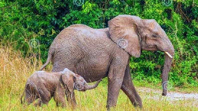 یوگنڈا : ہاتھی کے حملے میں سعودی سیاح ہلاک