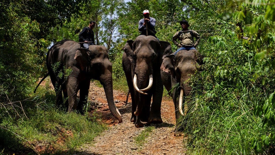 Mahouts ride Sumatran elephants during a ranger patrol at a forest in Bener Meriah, Aceh province on March 15, 2021. (AFP)