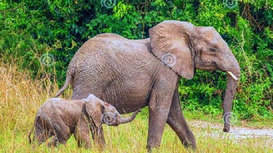 فيل يهاجم شخصاً ويقتله أمام أصدقائه الثلاثة في أوغندا
