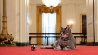 بعد 3 كلاب.. قطة تنضم لأسرة بايدن في البيت الأبيض