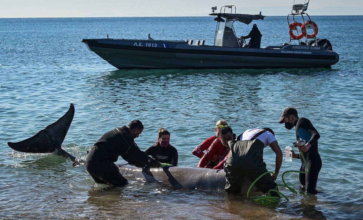 Lifeguards and experts from ARION cetacean center rescue a small whale, apparently weak and injured, that got stranded on a beach in a suburb of the Greek capital Athens, on January 28, 2022. (AFP)