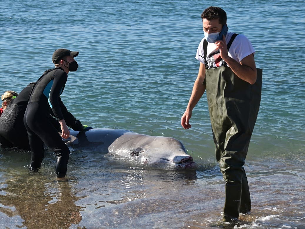 Bottlenose dolphin reportedly sparks swimming ban in France