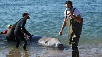 Divers called in to rescue stranded whale in shallow waters near Athens