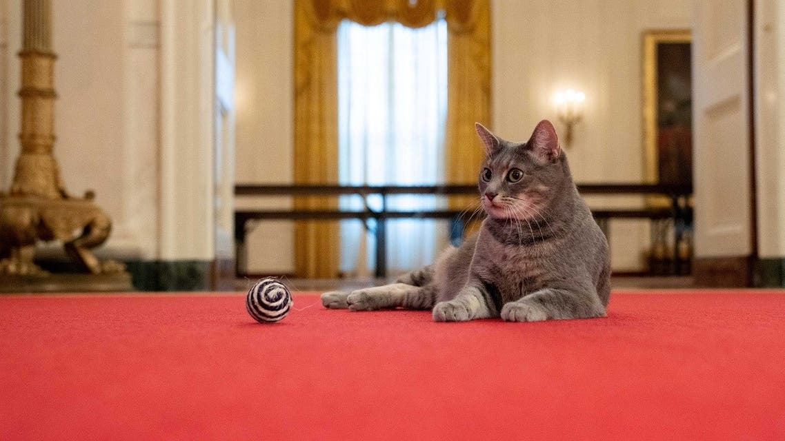 Willow, the Biden’s new pet cat, is seen as she sits in the Cross Hall of the White House in Washington, US, January 27, 2022. (The White House/Handout via Reuters)