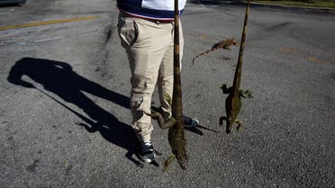 A man carries two cold stunned iguanas that were found near a local pond due to the extreme cold weather in Lake Worth, Florida, U.S. January 5, 2018. REUTERS/Saul Martinez