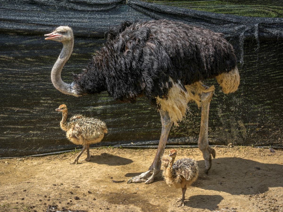 The ostrich culture | In Translation