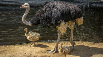 The ostrich culture