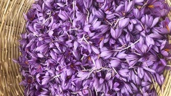 From architecture to agriculture: The two professionals growing saffron in Lebanon