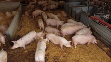 A group of breeding sows are pictured inside a barn on a family pig farm near Driffield, Britain, October 12, 2021. Picture taken with a drone. REUTERS/Phil Noble
