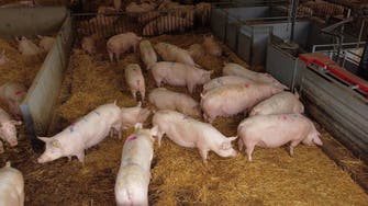 German researchers to breed pigs for human heart transplants this year