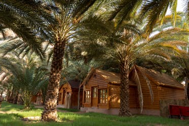 Palm trees at a date plantation in AlUla. (Supplied)