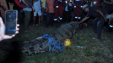 Residents free a crocodile from a tyre which was stuck around its neck for about five years, before releasing it into a river in Palu, Central Sulawesi on February 7, 2022. (AFP)