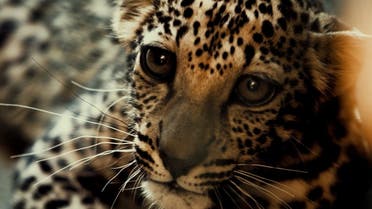 Arabian leopard (Royal Commission of AlUla)