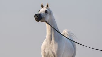 Dubai horse breeder sells ‘world’s most expensive’ mare egg