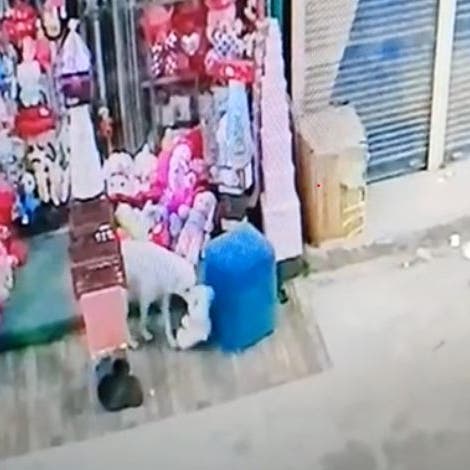 فيديو طريف.. كلب يخطف هدية عيد الحب من محل بمصر
