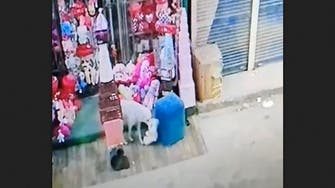 فيديو طريف.. كلب يخطف هدية عيد الحب من محل بمصر