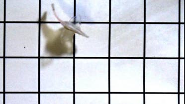 Low-Res_Video_10_Biohybrid fish swimming spontaneously for 108 days.avi