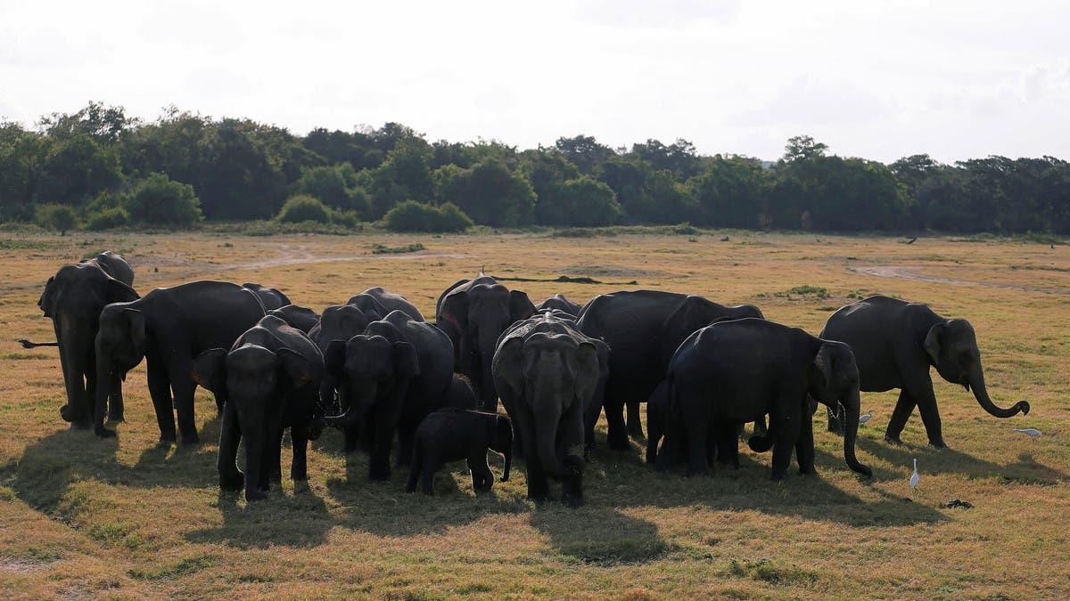 New White Elephant Looks Healthy And Happy With His Mother Mammal - Global  New Light Of Myanmar