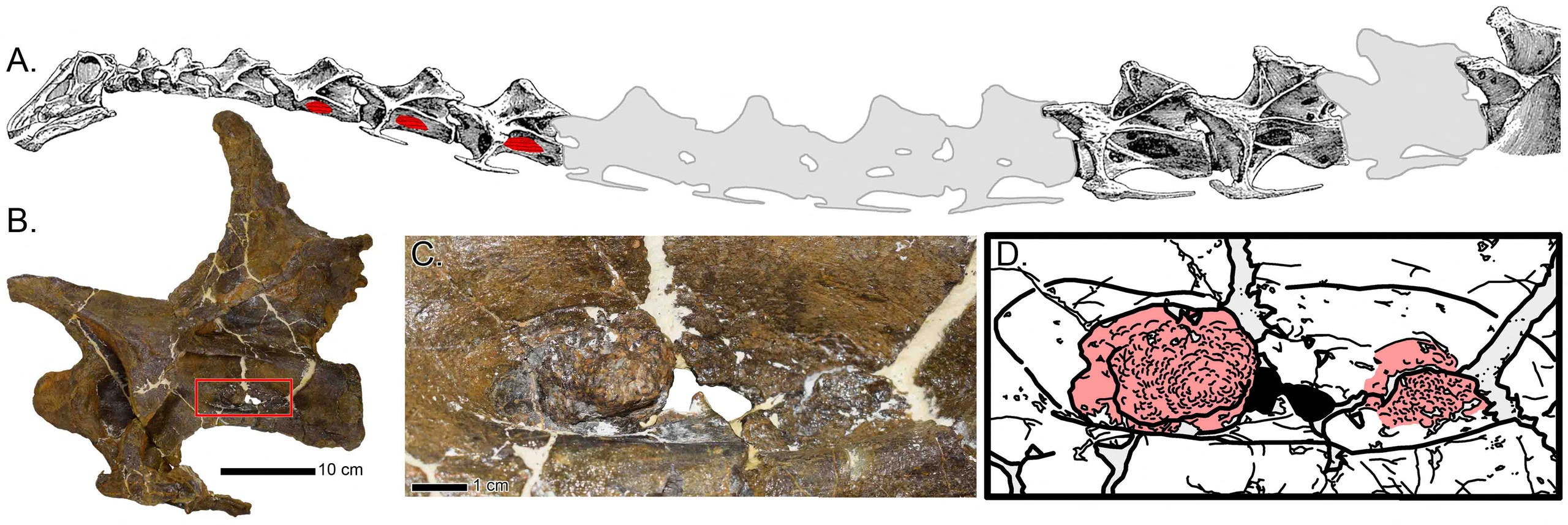 Dinosaur Dolly's neck bones and protrusions