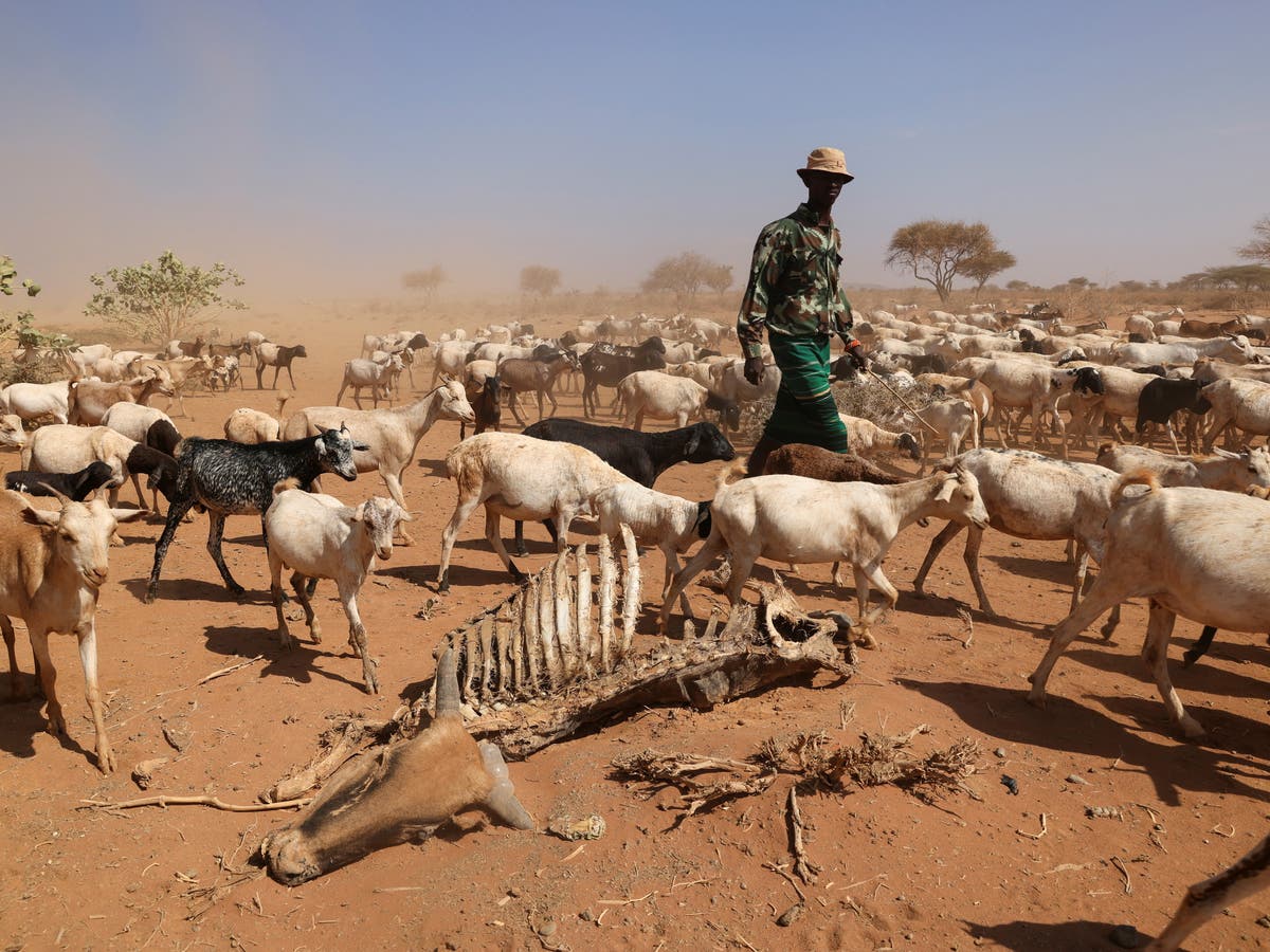 Drought kills over 1.5 million livestock in Horn of Africa: United Nations | Al Arabiya English
