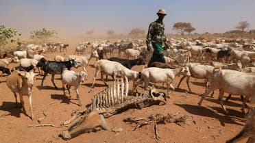 A herder walks his goats past a carcass of a cow who died due to an ongoing drought is seen near the town of Kargi, Marsabit county, Kenya, October 9, 2021. (Reuters)